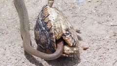 Un serpent tente de dévorer une tortue de l’intérieur mais attendez la fin