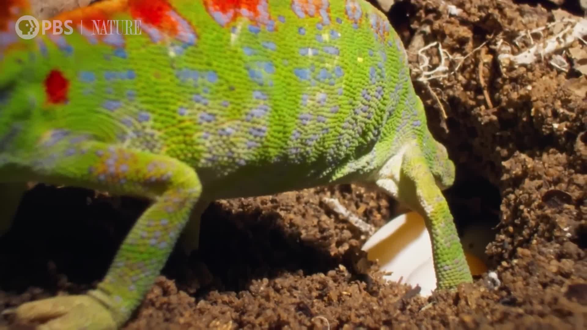 Female Chameleon Erupts with Color Before Death