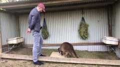Un kangourou communique avec un humain