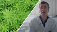 Interview : le cannabis, une substance anticancérigène ?