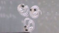 Des embryons de harengs en liberté après une marée noire