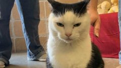 « Le pire chat du monde », l'annonce hilarante d'un refuge pour l'adoption d'un chat
