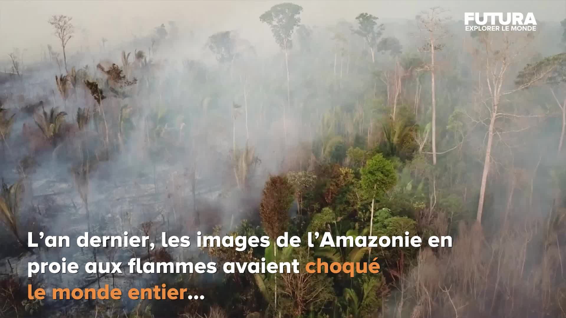 La forêt amazonienne se consume à un rythme sans précédent | Futura