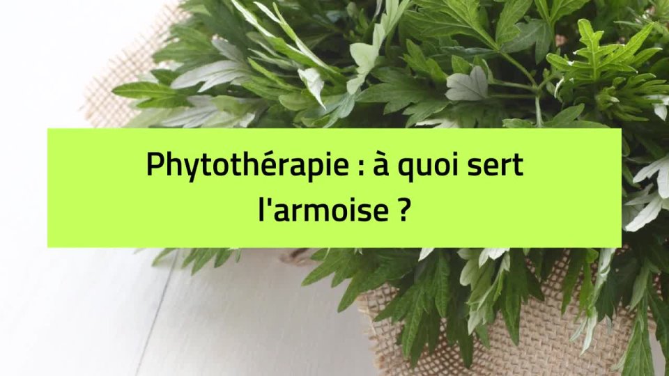Armoise En Gélules - 200 Gélules Végétales Dosées à 400mg - Complément Alimentaire Naturel - Labkaps