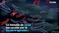 La maladie de Lyme chronique | Futura