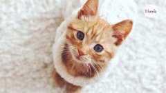 Le langage du chat : 9 signes décryptés pour mieux le comprendre