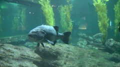 Les bars gigantesques du Monterey Bay Aquarium et leurs mystères