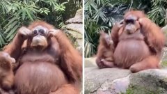 Une vidéo hilarante montre un orang-outan essayant des lunettes de soleil tombées accidentellement dans son enclos