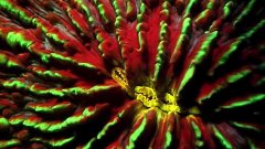 Coral Guardian : l'univers étonnant du corail fluorescent