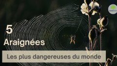 Les 5 araignées les plus dangereuses du monde