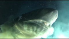 Un impressionnant requin préhistorique a été filmé en pleine attaque en Floride