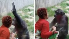 Belgique : une femme interdite de zoo car elle est devenue trop proche d'un chimpanzé