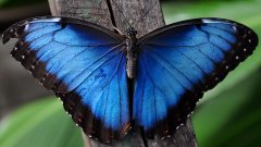 Des papillons Morpho émergent de leur chrysalide en time-lapse