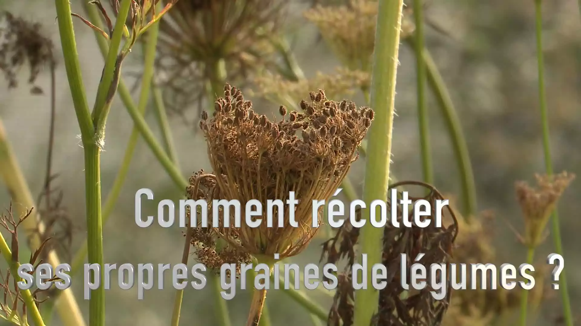 Récolter ses propres graines