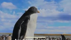 Quatre espèces de pingouins en une ?