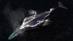 Une baleine bleue acrobatique