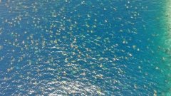 La plus grande colonie de tortues de mer vertes au monde a été filmée par un drone au Nord de l'Australie