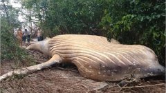 Brésil : Une baleine retrouvée au milieu de la forêt amazonienne