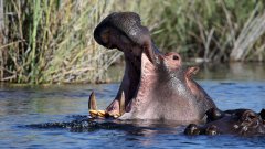 Un hippopotame se laisse brosser les dents, au Japon