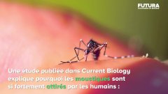 Pourquoi les moustiques apprécient-ils autant nous piquer ? | Futura