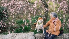 Il prend des photos magnifiques de sa grand-mère en compagnie de son Shiba Inu