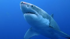 Il fait une incroyable découverte sur une de ses photos de grand requin blanc