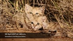 Vidéo rare d'adorables chatons des sables