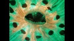 Les grimaces d’un Fungia, un corail solitaire
