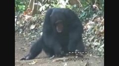 Un chimpanzé se dresse pour porter des fruits