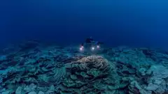 Un grand et profond récif corallien découvert non loin de Tahiti, une découverte rare