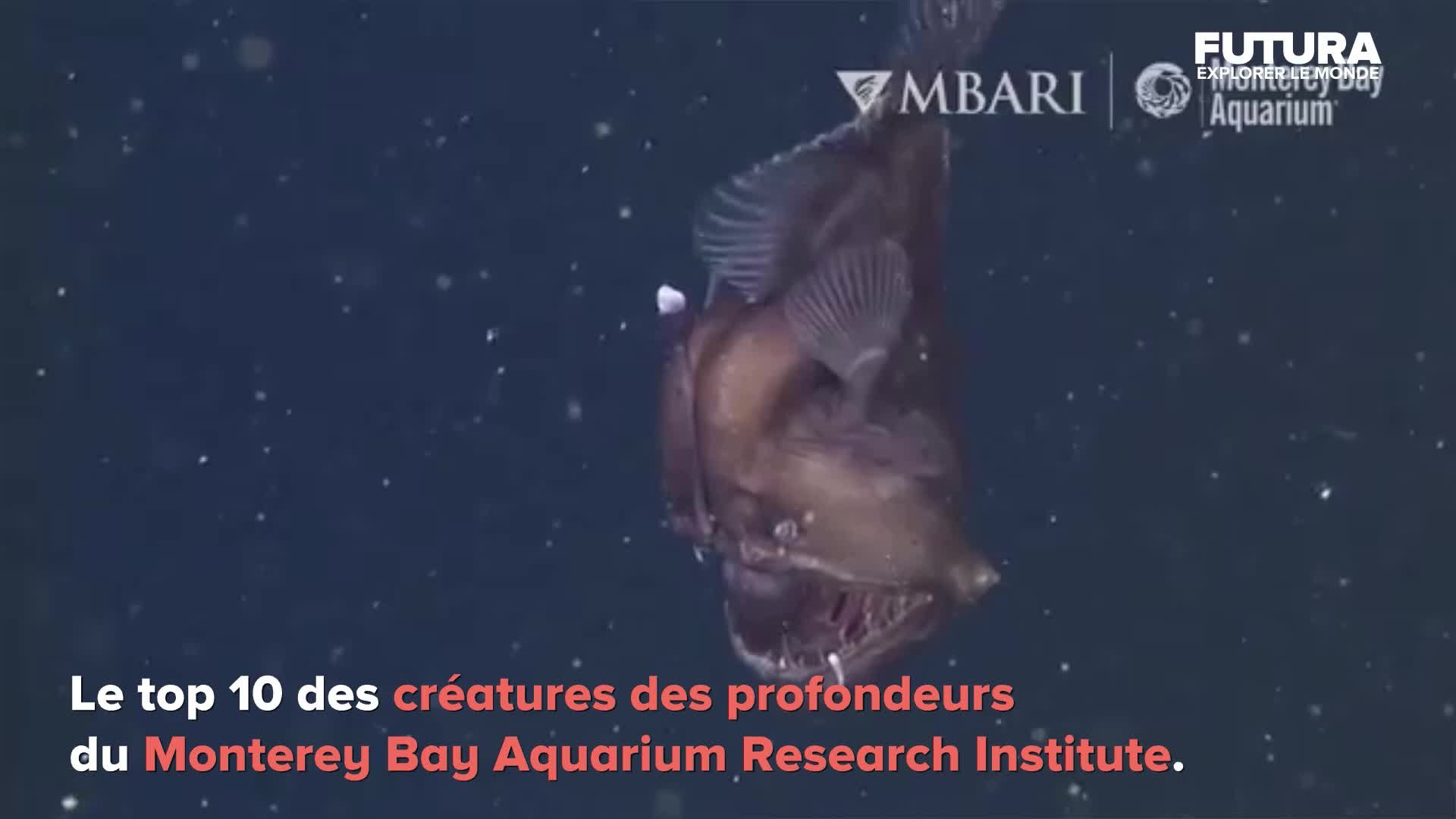 Top 10 des animaux des profondeurs