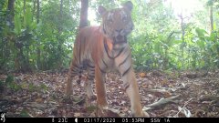De nouveaux tigres observés en Thaïlande | Futura
