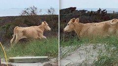 États-Unis : trois vaches, emportées par un ouragan, retrouvées vivantes trois mois plus tard sur...