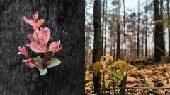 Ces photos de bushes australiens qui reprennent vie après les incendies redonnent de l'espoir