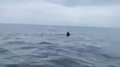 Des pêcheurs bretons tombent nez à nez avec un requin de 8 mètres de long ! (vidéo)