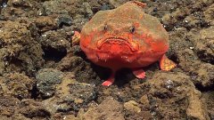 Ce poisson retient sa respiration sous l’eau !