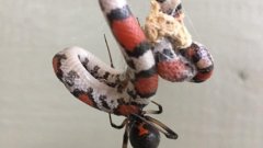 Les araignées mangeuses de serpents
