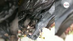 Horreur : il découvre une portée de chatons abandonnés dans un sac poubelle
