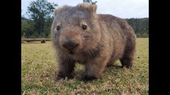 Pourquoi le caca du Wombat est carré | Futura
