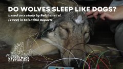 Les loups dorment-ils comme les chiens ?
