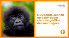 L'Ouganda connaît un baby-boom chez les gorilles des montagnes