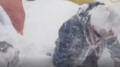 Mann filmt wie eine Lawine das Mount Everest Base Camp trifft