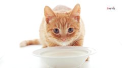 TOP 10 COSAS QUE NO DEBES HACERLE A TU GATO