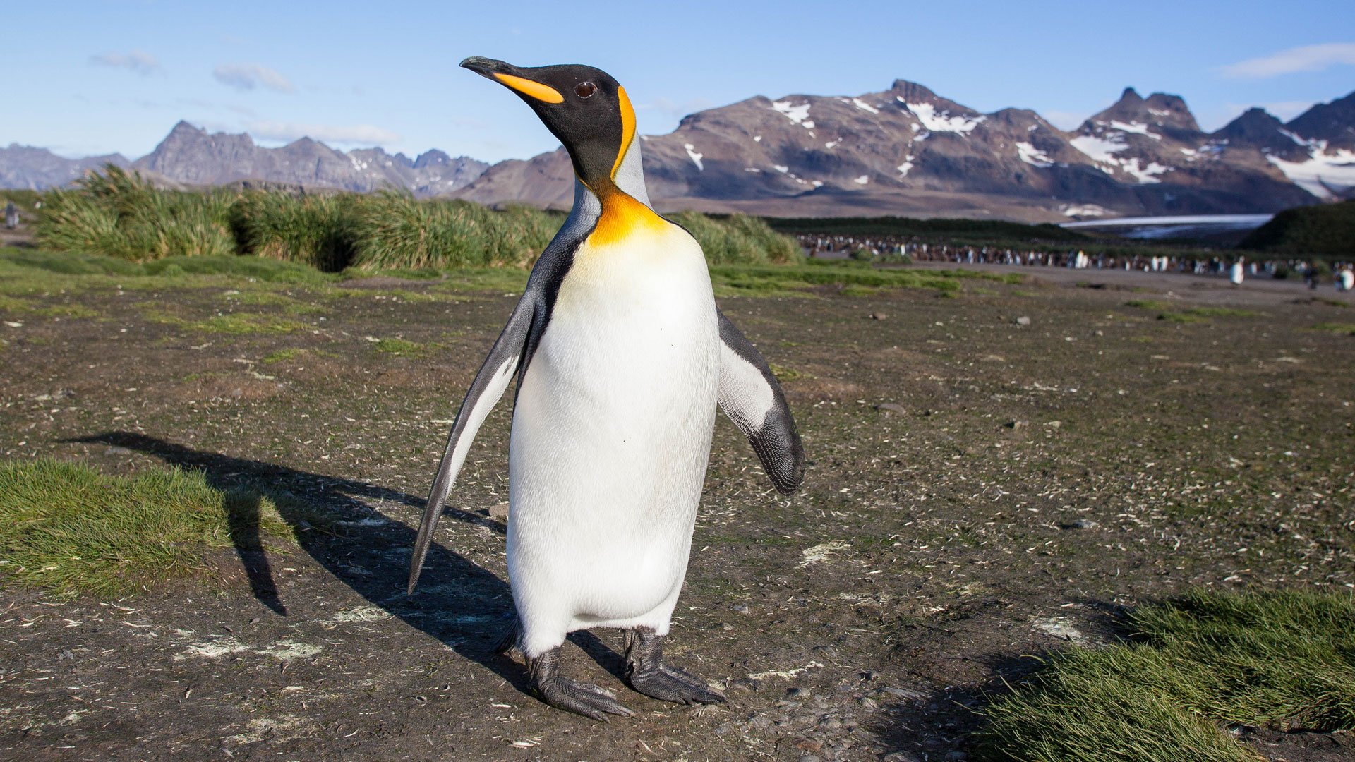 Intra-science - Quelle est la différence entre un manchot et un pingouin ?