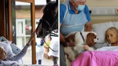 Une femme en phase terminale fait ses adieux à son cheval et ses deux chiens depuis son lit d'hôpital