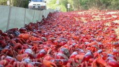 Des millions de crabes rouges envahissent  l'île Christmas