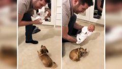 Regarder la réaction de cette petite chienne lorsqu'elle rencontre le nouveau membre de la famille