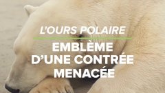 Ours polaire : l'emblème d'une contrée menacée | Futura