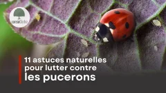 11 astuces naturelles pour lutter contre les pucerons