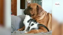 Gatito se acerca a un Dogo de 60 kilos: el felino no sospecha ni por un segundo lo que va a pasar...